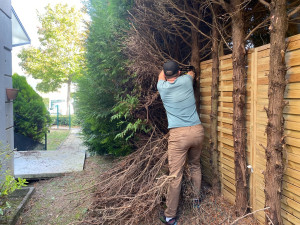 Photo de galerie - Coupage, épaisseur de haie 