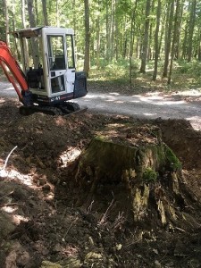 Photo de galerie - Grosse souche !!!!