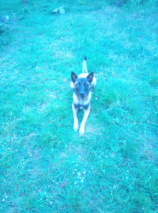 Photo de galerie - Timi - garde 04/26