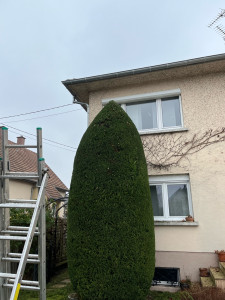 Photo de galerie - Cyprès en forme de cône 