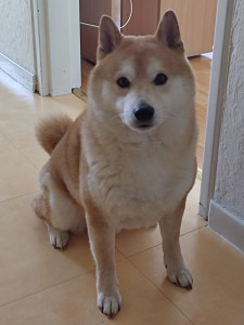 Photo de galerie - Kitsu (SHIBA)