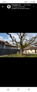 Photo de galerie - Tailles d’arbres 
