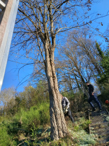 Photo de galerie - Abattage d'arbre