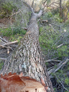 Photo de galerie - Coupé les arbres 