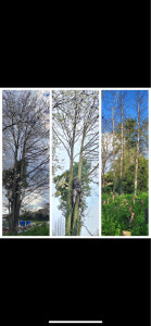 Photo de galerie - Elagage et coupe d'arbres