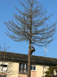 Photo de galerie - élagage et abattage