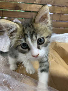 Photo de galerie - Chat