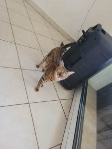 Photo de galerie - Garde animaux