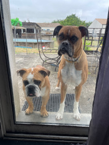 Photo de galerie - Valentine et sa grande sœur Alpha