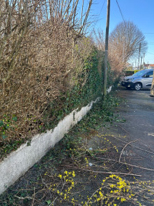 Photo de galerie - Taille de haie