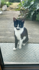 Photo de galerie - Garde de chat 