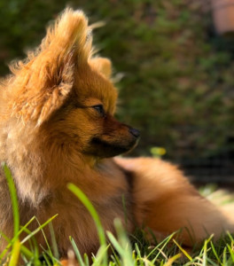 Photo de galerie - Ma chienne de 3 ans que j’ai pris à mon indépendance 