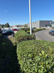 Photo de galerie - Taille de haie