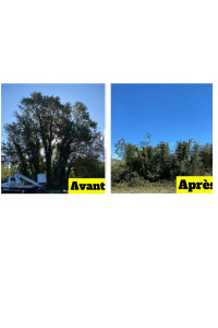 Photo de galerie - Elagage et coupe d'arbres