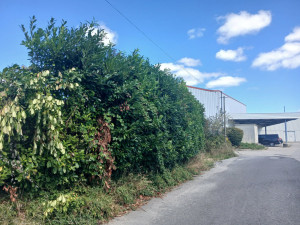 Photo de galerie - Haie de trois ans a réduire 