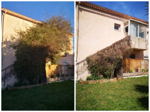 Photo de galerie - Rabattage d'arbuste grimpant. 