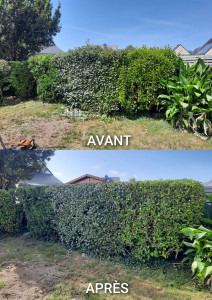 Photo de galerie - Taille de haies et d'arbustes