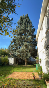 Photo de galerie - Avant abattage 