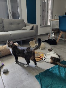 Photo de galerie - 3 chats à mon domicile ?