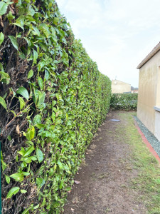 Photo de galerie - Taille de haies et d'arbustes