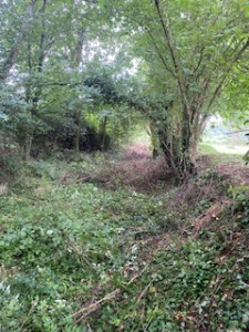 Photo de galerie - Débroussaillage