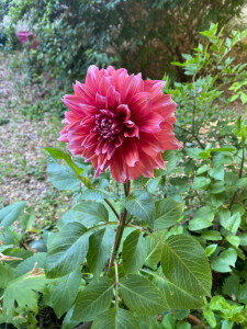 Photo de galerie - Mon amour pour les fleurs 