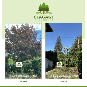 Photo de galerie - Elagage et coupe d'arbres