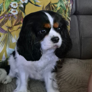 Photo de galerie - Topaze 