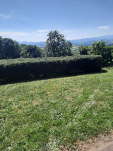 Photo de galerie - Taille d'une haie