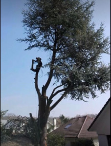 Photo de galerie - Coupe d’arbre Élagage 