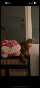 Photo de galerie - Garde de Chelsy 