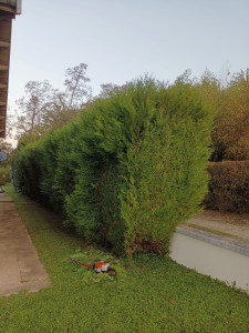 Photo de galerie - Taille de haies et d'arbustes