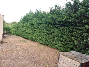 Photo de galerie - Taille d'une haie 