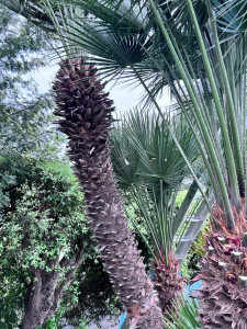 Photo de galerie - Elagage et coupe d'arbres