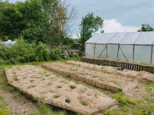 Photo de galerie - Réalisation d'un potager avec contours en bois, plantation et paillage.