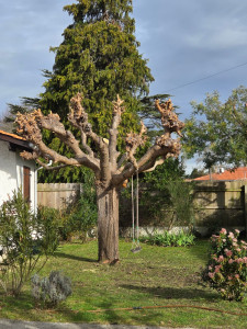 Photo de galerie - Taille annuelle 