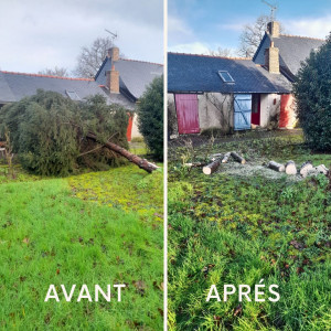 Photo de galerie - Debitage d'un arbre couché par le vent 