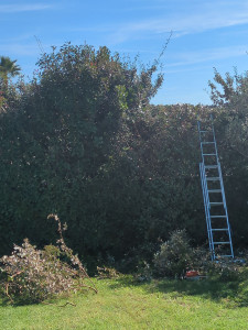 Photo de galerie - Taille de remise en forme