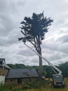 Photo de galerie - Elagage et coupe d'arbres
