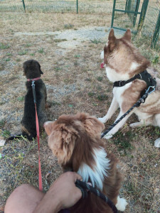 Photo de galerie - Garde chien