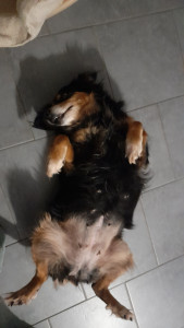 Photo de galerie - Ninette en mode câlins 
