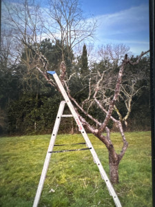 Photo de galerie - Arbre fruitiers 