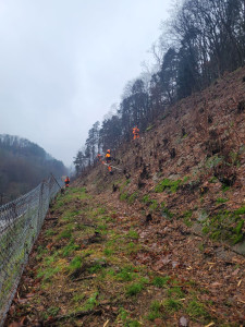 Photo de galerie - Débrousaillage 