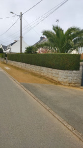 Photo de galerie - Taille de haies et d'arbustes