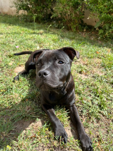 Photo de galerie - Virgule, staffie pleine d’énergie 