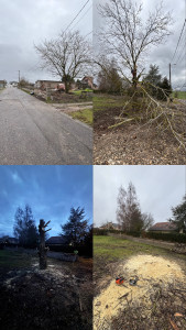 Photo de galerie - élagage de grande auteur 