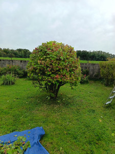 Photo de galerie - Taille de haies et d'arbustes