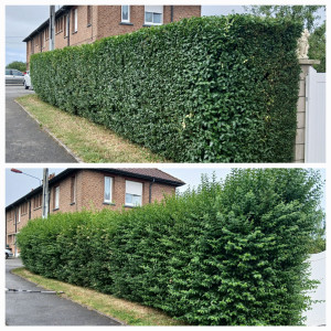 Photo de galerie - Avant après d'une taille de haie 