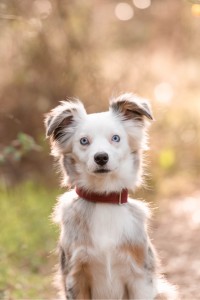 Photo de galerie - Garde chien