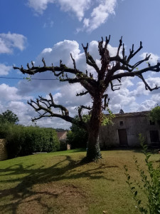 Photo de galerie - élagage d'arbre